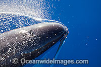 False Killer Whale (Pseudorca crassidens) blowing on the surface. Found throughout temperate and tropical oceanic waters of the world, but not common. Photo taken in Hawaii.