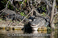 American Alligators (Alligator mississippiensis), resting on a river bank situated in Everglades National Park, Florida, USA.