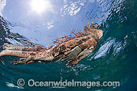 Marine Iguana (Amblyrhynchus cristatus), taking a breath of air at the surface whilst swimming underwater. This marine reptile is endemic to the Galapagos Islands, Equador, where this picture was taken.