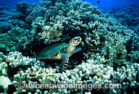 Hawksbill Sea Turtle (Eretmochelys imbricata). Bahamas, Atlantic Ocean. Found in tropical and warm temperate seas worldwide. Rare. Classified Critically Endangered species on the IUCN Red List.