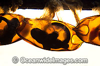 Whitespotted Bamboo Shark (Chiloscyllium plagiosum), eggcase showing well formed pups inside. Also known as White-spotted Catshark. Found on coral reefs throughout the Pacific Ocean