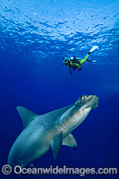 Diver observing a Scalloped Hammerhead Shark (Sphyrna lewini). Galapagos, Ecuador, Pacific Ocean. This is a composite image, comprising of 2 or more images digitally merged together.