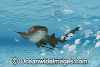 Nurse Shark (Ginglymostoma cirratum) with a school of juvenile Jacks and Remora. Photo taken in Bahamas, Caribbean Sea, USA