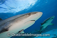 Caribbean Reef Shark (Carcharhinus perezi) with a Lemon Shark in background. Found in the tropical western Atlantic Ocean, from Florida to Brazil. Photo taken in Bahamas, Caribbean Sea.