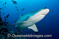 Grey Reef Shark (Carcharhinus amblyrhynchos). Also known as Grey Reef Shark, Black-vee Whaler and Longnose Blacktail Shark. Found throughout the tropical Indo-West and Central Pacific.