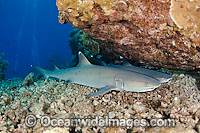 Whitetip Reef Shark (Triaenodon obesus), a pair resting under a reef ledge. This shark is one of a few species that can stop & rest on the bottom. Found on coral reefs throughout the Indo-Pacific.