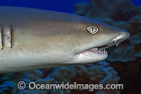 Whitetip Reef Shark (Triaenodon obesus) showing open mouth. Found on coral reefs throughout the Indo-Pacific.