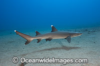 Whitetip Reef Shark (Triaenodon obesus). Also known as Whitetip Shark and Blunthead Shark. Found in shallow waters of the Indo-Pacific, usually around coral reefs. Photo taken off Maui, Hawaii.