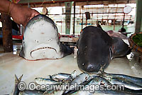 Two pelagic Thresher Shark (Alopias pelagicus) heads and small fish for sale at a market in the Philippines.
