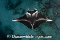 Reef Manta Ray (Manta alfredi), hovering over a man-made reef of car tires . Also known as Devilfish and Devilray. Found throughout the Indo-Pacific in tropical and subtropical waters, but also recorded in the tropical east Atlantic. Photo Maui, Hawaii