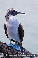 Blue-footed Booby (Sula nebouxii excisa). found along continental coasts of the eastern Pacific Ocean to the Galapagos Islands and California. Photo taken at Galapagos Islands, Equador.