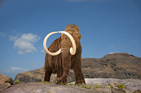 Digital illustration of a Woolly Mammoth (Mammuthus primigenius). A species of mammoth that lived during the Pleistocene epoch, and was one of the last in a line of mammoth species. Closely related to the modern-day elephant, it became extinct around 1700