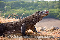 Komodo Dragon (Varanus komodoensis). World's largest lizard found on Komodo, Rinca, Flores, and Gili Motang Islands, Indonesia. Photo taken on Rinca Island. Listed as Vulnerable species on the IUCN Red List. Within the Coral Triangle.