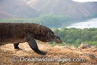 Komodo Dragon (Varanus komodoensis). World's largest lizard found on Komodo, Rinca, Flores, and Gili Motang Islands, Indonesia. Photo taken on Rinca Island. Listed as Vulnerable species on the IUCN Red List. Within the Coral Triangle.