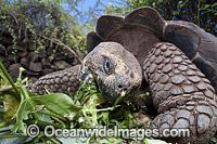 Galapagos Giant Tortoise (Geochelone elephantopus), feeding on Santa Cruz Island, Galapagos Archipelago, Ecuador.