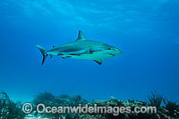 Caribbean Reef Shark (Carcharhinus perezi). Found in the tropical western Atlantic Ocean, from Florida to Brazil. Photo taken in Bahamas, Caribbean Sea.