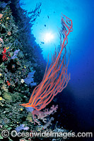 Whip Coral and Soft Corals Photo - Gary Bell