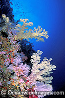 Great Barrier Reef Soft Corals Photo - Gary Bell