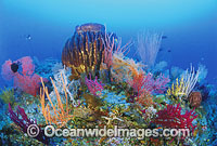 Giant Barrel Sponge and Fan Coral Photo - Gary Bell