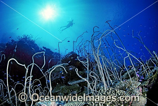 Great Barrier Reef Whip Corals photo