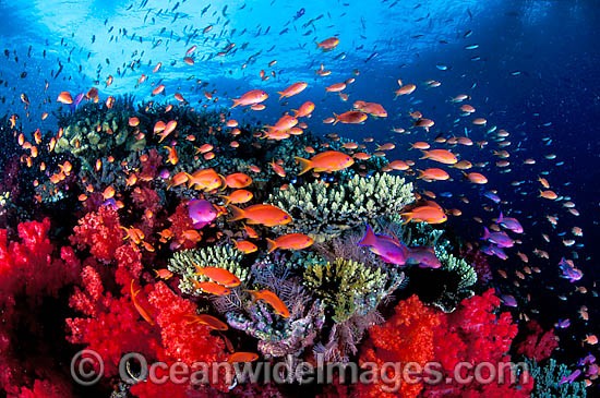 Fish and Coral photo