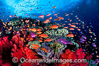 Fish and Coral Photo - Gary Bell