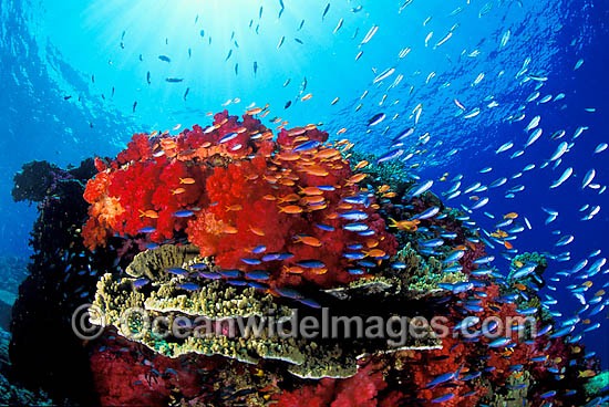 White Soft Coral Branch, Rainbow Coral Great Barrier Reef Underwater  Photography Print -  Canada