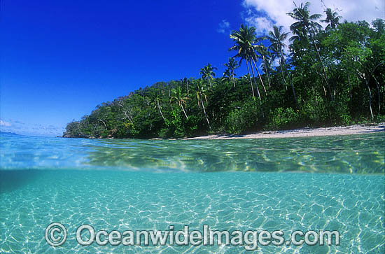 Coastal Seascape coconut palm beach photo