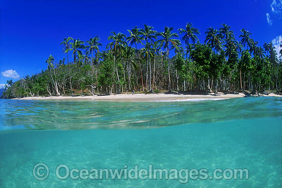 Fiji coconut palm beach photo