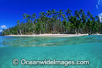 Fiji coconut palm beach Photo - Gary Bell