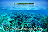 Tropical island Coral reef Photo - Gary Bell