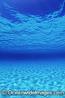 Underwater seascape sandy sea floor Photo - Gary Bell