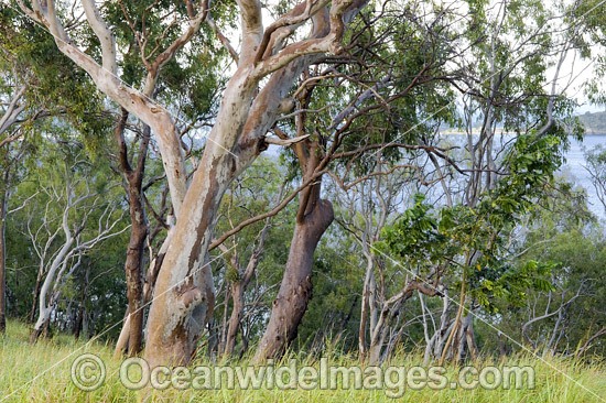 Eucalypt forest Hayman Island photo