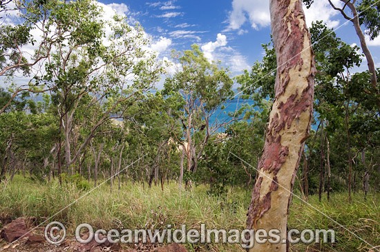 Eucalypt forest Whitsunday Islands photo