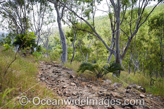 Hiking in Eucalypt forest Hayman Island photo