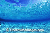 Underwater seascape Coral Sea Photo - Gary Bell