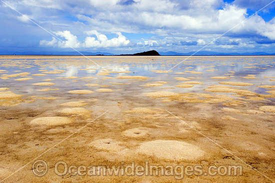 Hayman Island low tide photo