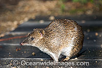 Southern Brown Bandicoot Isoodon obesulus Photo - Gary Bell