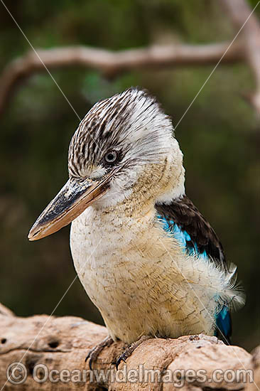 Blue-winged Kookaburra photo