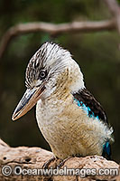 Blue-winged Kookaburra Photo - Gary Bell