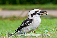 Laughing Kookaburra Dacelo novaeguineae Photo - Gary Bell