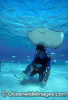 Scuba Diver feeding Southern Stingray Photo - Gary Bell