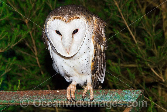 Barn Owl Tyto alba photo
