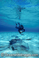 Southern Stingrays Scuba Diver Photo - Gary Bell