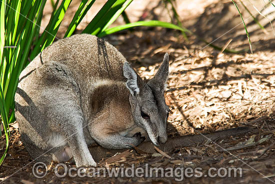 Bridled Nailtail Wallaby Onychogalea fraenata photo