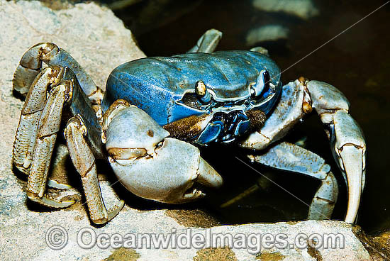 Christmas Island Blue Crab Cardisoma hirtipes photo
