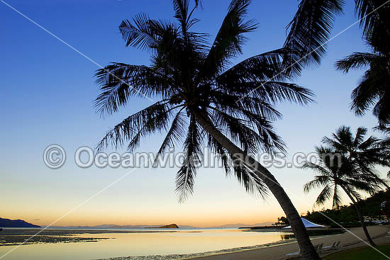 Coconut Palm Beach sunset photo