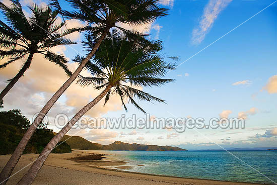 Coconut palm beach sunset photo