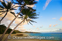 Coconut palm beach sunset Photo - Gary Bell