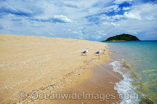 Silver Gulls Whitsunday Islands photo